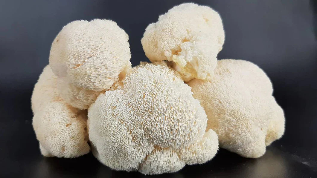 The Science Behind Lion's Mane Mushrooms for Brain Health