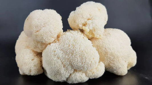 The Science Behind Lion's Mane Mushrooms for Brain Health