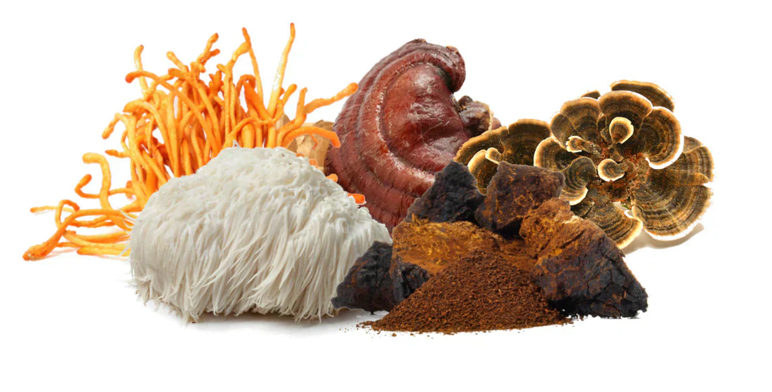 Bioactive Compounds in Medicinal Mushrooms: What Makes Fungi So Unique?