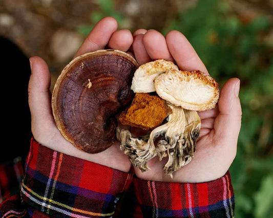 Understanding Mushroom Polysaccharides: Beta-Glucans, Chitin & Beyond