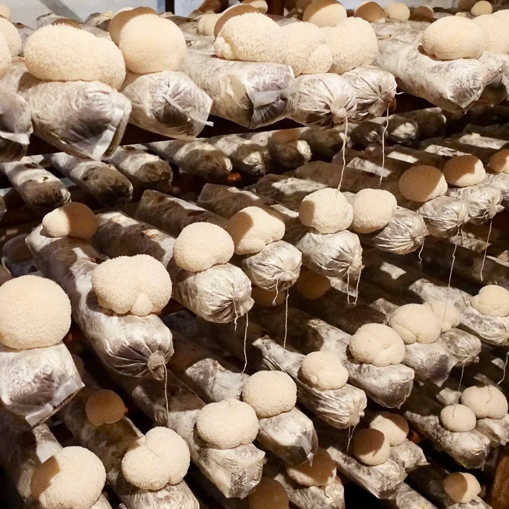 Real Mushrooms — Lion’s Mane 120 & 300 Capsule Bottles