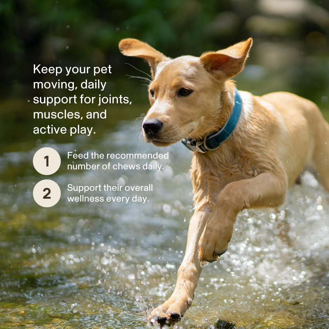 Mushroom Mobility Soft Chews for Pets | House of Mogu