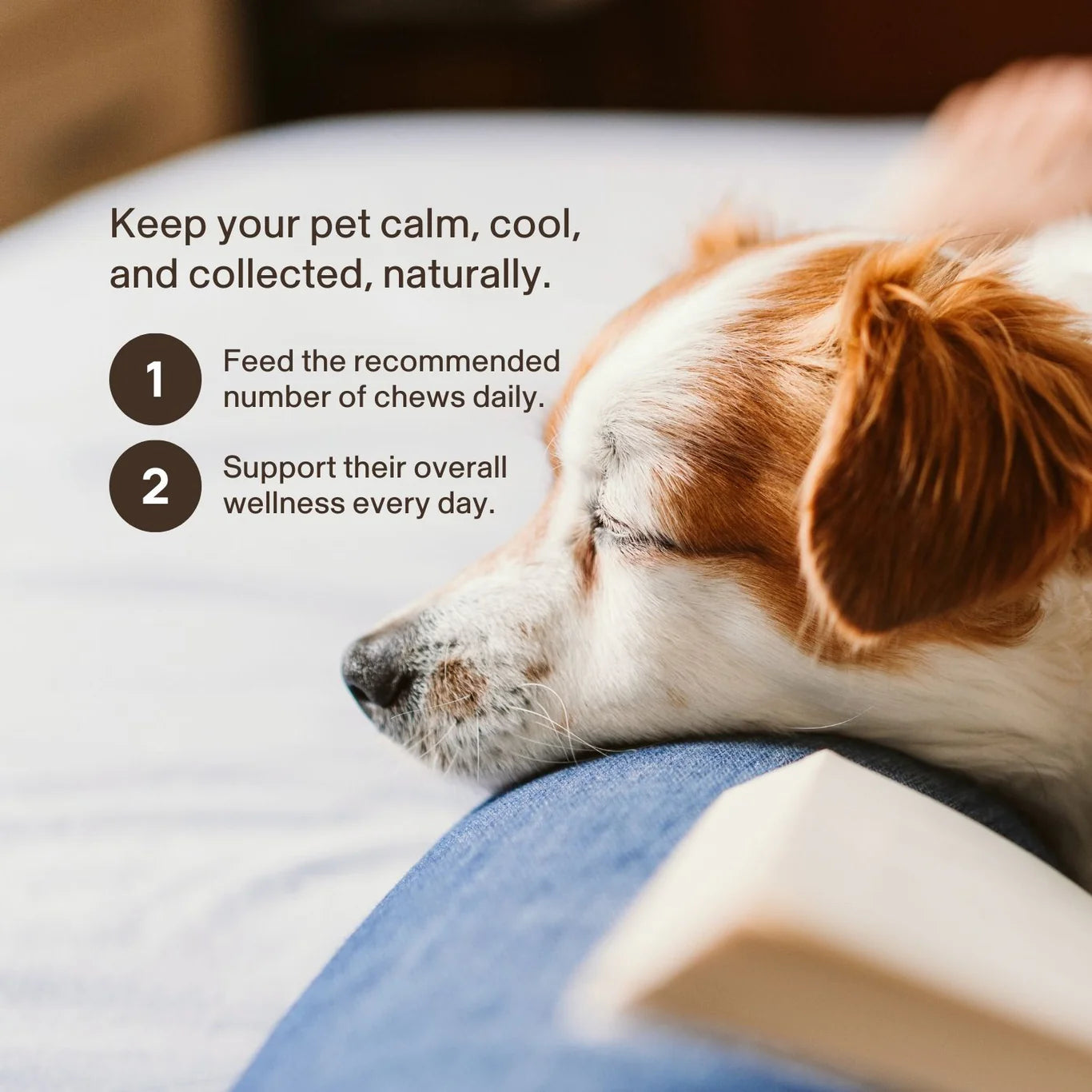 Mushroom Relax Soft Chews for Pets | House of Mogu