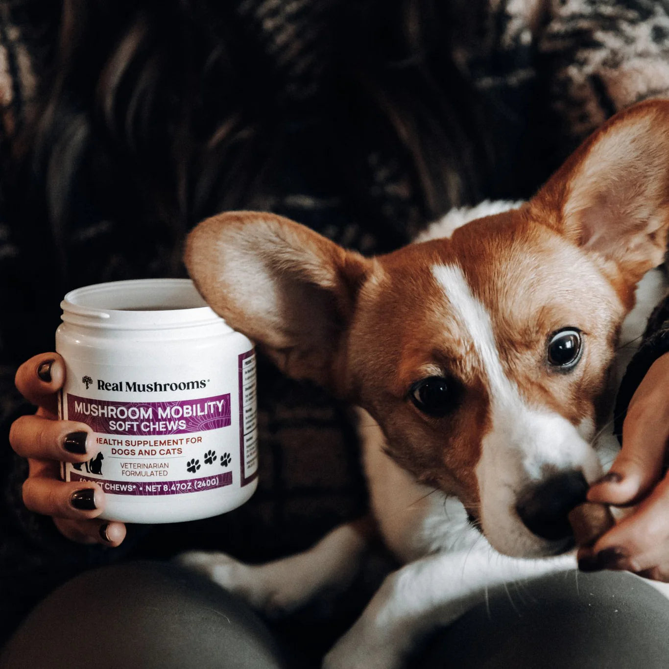 Mushroom Mobility Soft Chews for Pets | House of Mogu